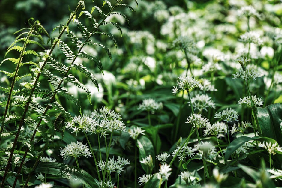 Ail des ours sauvage en forêt avec ses feuilles vertes et fleurs blanches
