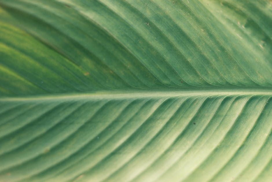 Détails de feuilles et fleurs pour identifier une plante