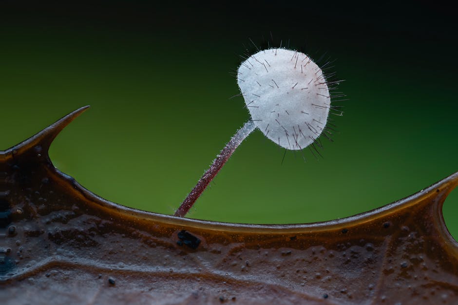 Recherche scientifique sur la psilocybine pour le traitement de l'algie vasculaire de la face